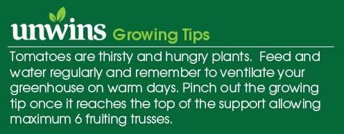 Tomato (Cherry Plum) Sweet Olive F1 Seeds Unwins Growing Tips